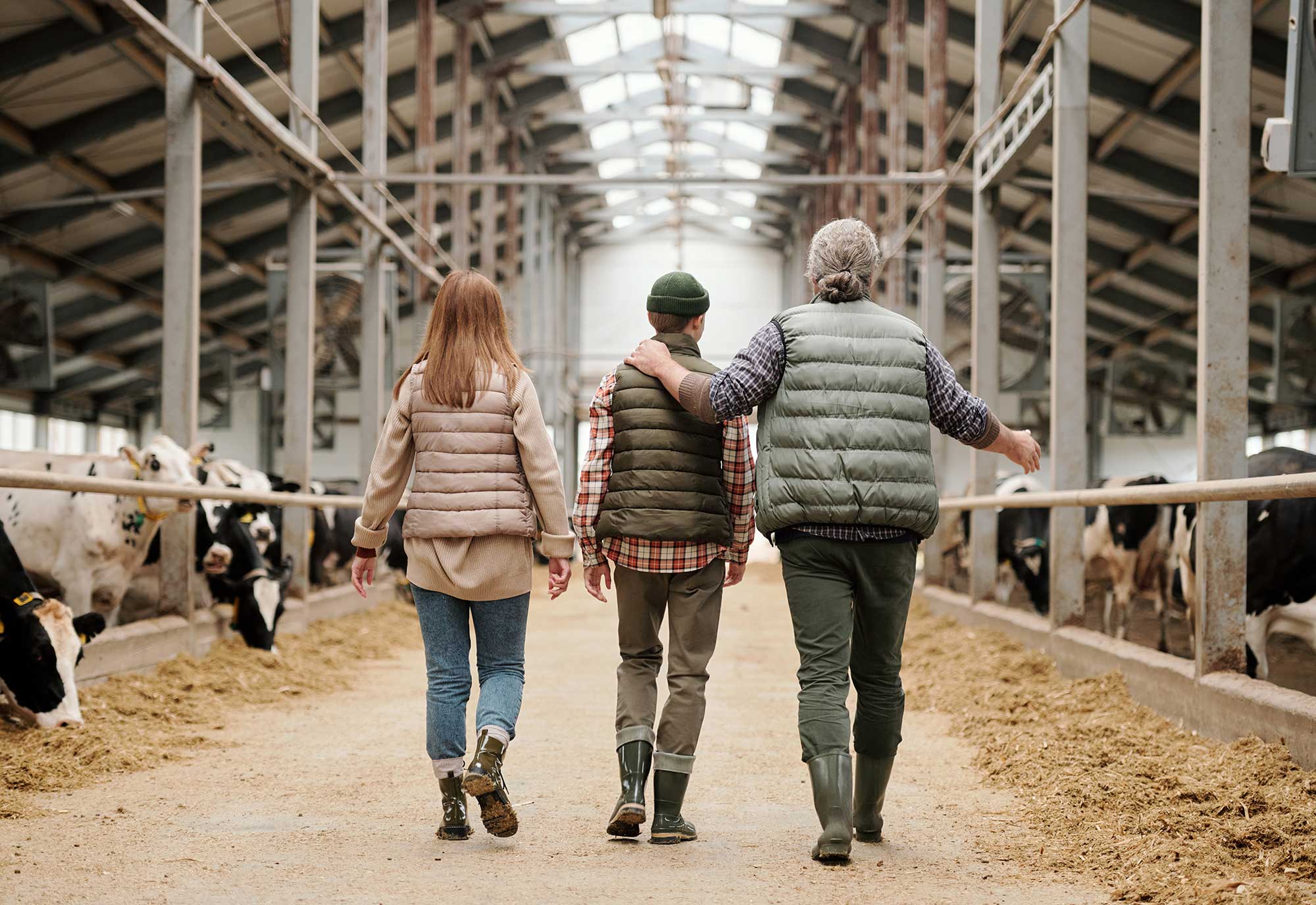 older farmer walks his teenage daughter and son through cattle farm